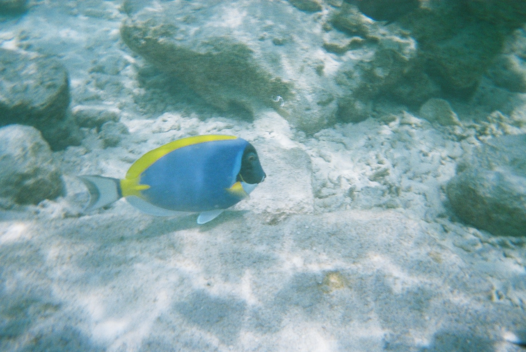 A fish near a coral reef (Alt text)